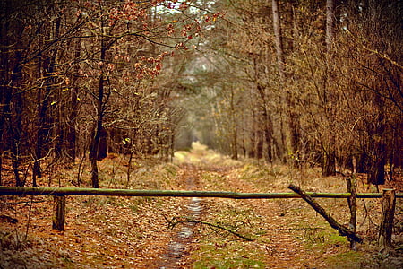 landscape photo of forest trees thumbnail