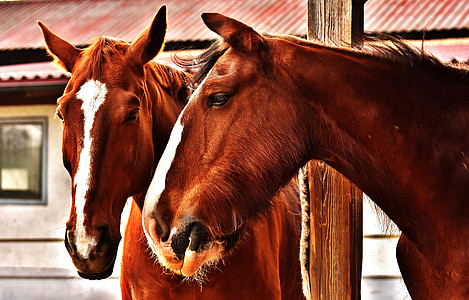 two brown horses thumbnail
