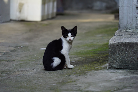 black and white haired cat near concrete pillar thumbnail