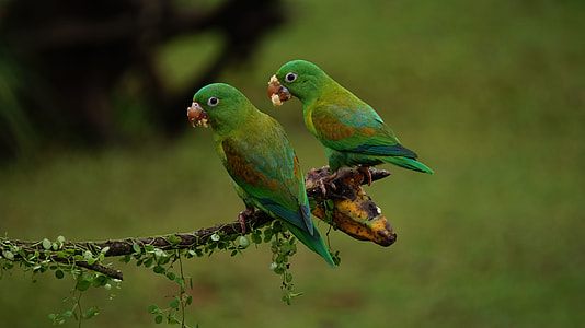 Orange Chinned Parrots, Costa Rica thumbnail