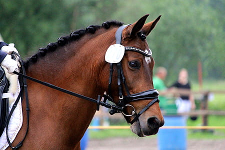 brown horse thumbnail