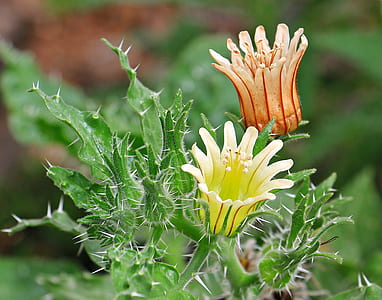 orange and yellow flowers in selective focus photography thumbnail