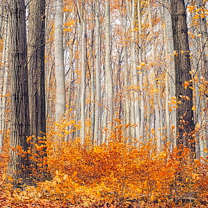 white and brown trees during daytime thumbnail