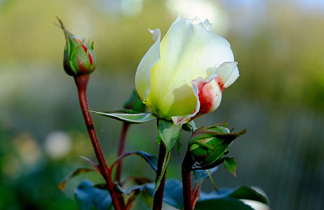 selective focus photography of white rose thumbnail