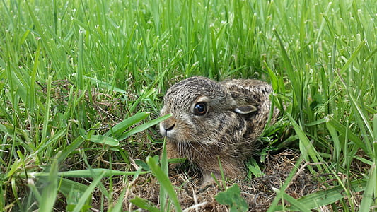 bunny on grass field thumbnail