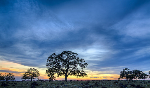 trees and skies thumbnail