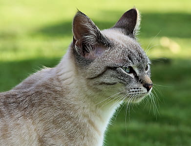beige and gray Siamese cat thumbnail
