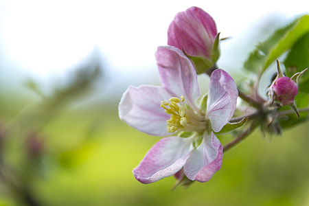 purple and white petaled plant thumbnail