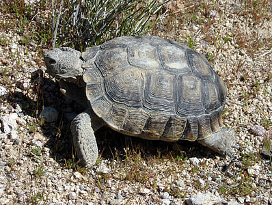 Desert Tortoise - Gopherus agassizii  thumbnail