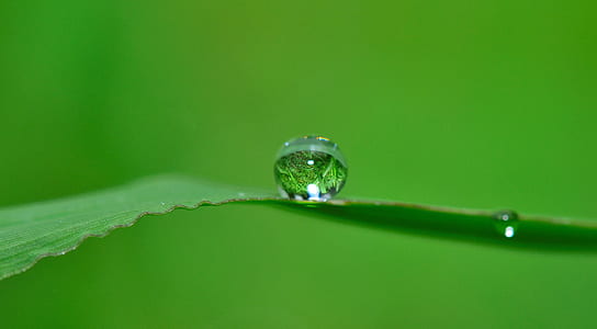 water drops in leaf on shallow focus lens thumbnail