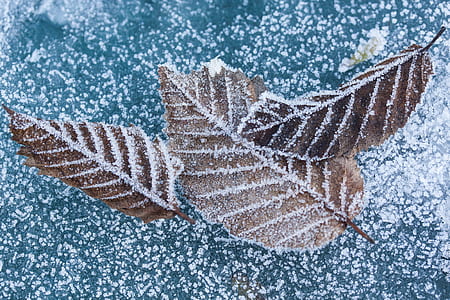 closeup photo of brown leaves thumbnail