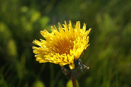 nature, field, summer, sun thumbnail