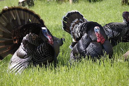 several turkeys on grass thumbnail