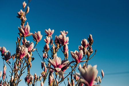 Pink spring flowers thumbnail
