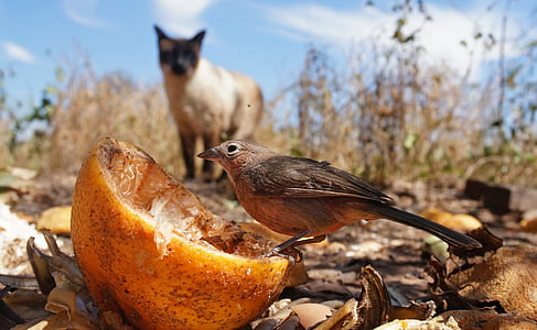 brown bird on fruit peel thumbnail