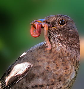 brown bird eating earthworm at daytime thumbnail