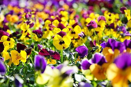 yellow and purple flowers blooming durin daytime thumbnail