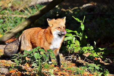 red fox standing near fence during daytime thumbnail