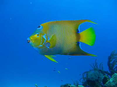 gold and silver aquarium fish thumbnail