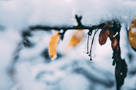 selective focus photography of brown leaf covered with snow at daytime thumbnail