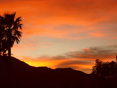 silhouette of trees at golden hour thumbnail