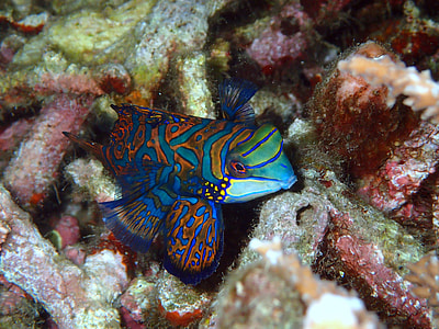 blue and purple fish thumbnail