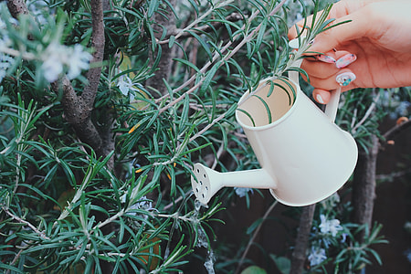 person holding watering can during day time thumbnail