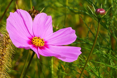 Pink cosmos flower closeup. thumbnail