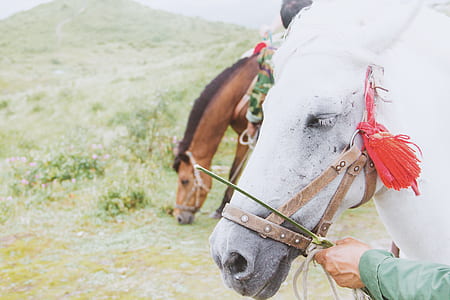 two horses eating grass thumbnail
