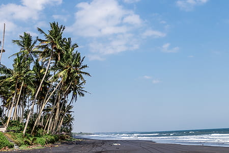 Green Coconut Trees Beside Body of Water thumbnail