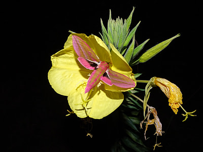 Pink Evening Primrose thumbnail