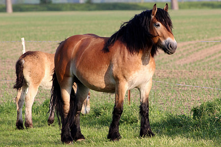brown and black horse thumbnail