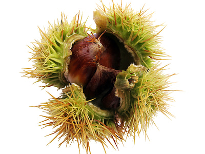 horse chestnut thumbnail