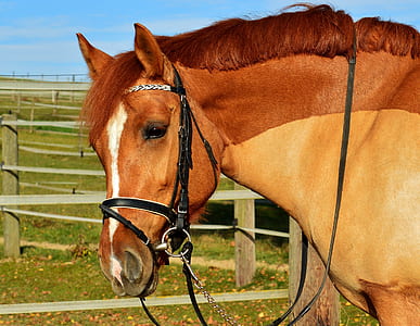 brown and white horse standing near brown fence thumbnail
