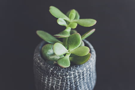 selective focus photo of green jade plant thumbnail