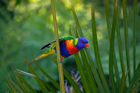 selective focus photography of rainbow lorikeet thumbnail