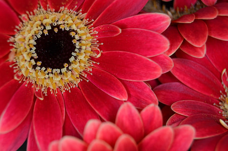 red flowers thumbnail
