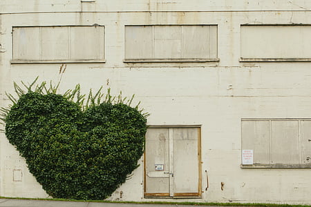 green bush plant in front of building thumbnail
