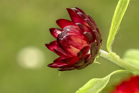 closeup photo of red petaled flower thumbnail