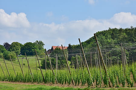 green plant under blue sky at daytime thumbnail