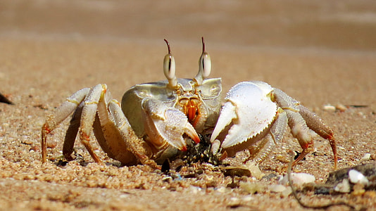 gray crab walking on brown soil during daytime thumbnail