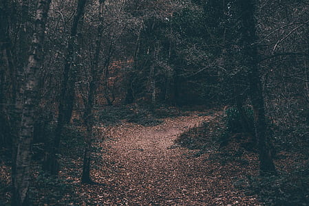 landscape photography of forest thumbnail