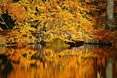 body of water beside trees thumbnail
