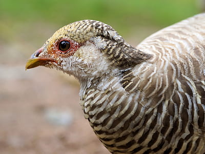 selective focus photography of brown bird thumbnail