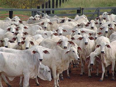 group of white cows thumbnail