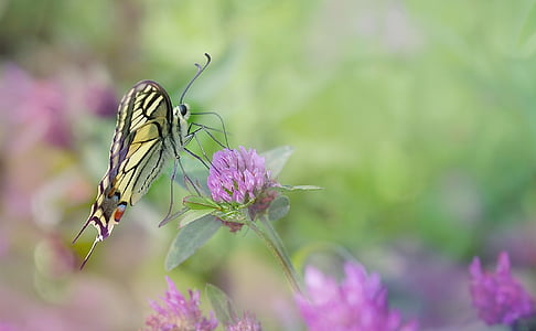photo of tiger swallowtail butterfly on pink flower thumbnail