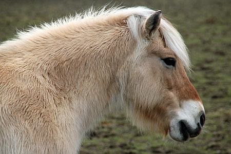 brown and white horse thumbnail
