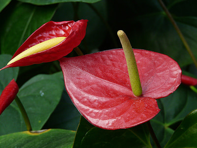 Kleine Flamingoblume thumbnail