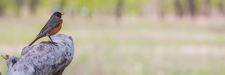 gray and orange bird standing on gray branch thumbnail
