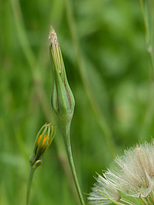 Infructescence, Meadows Dubius thumbnail